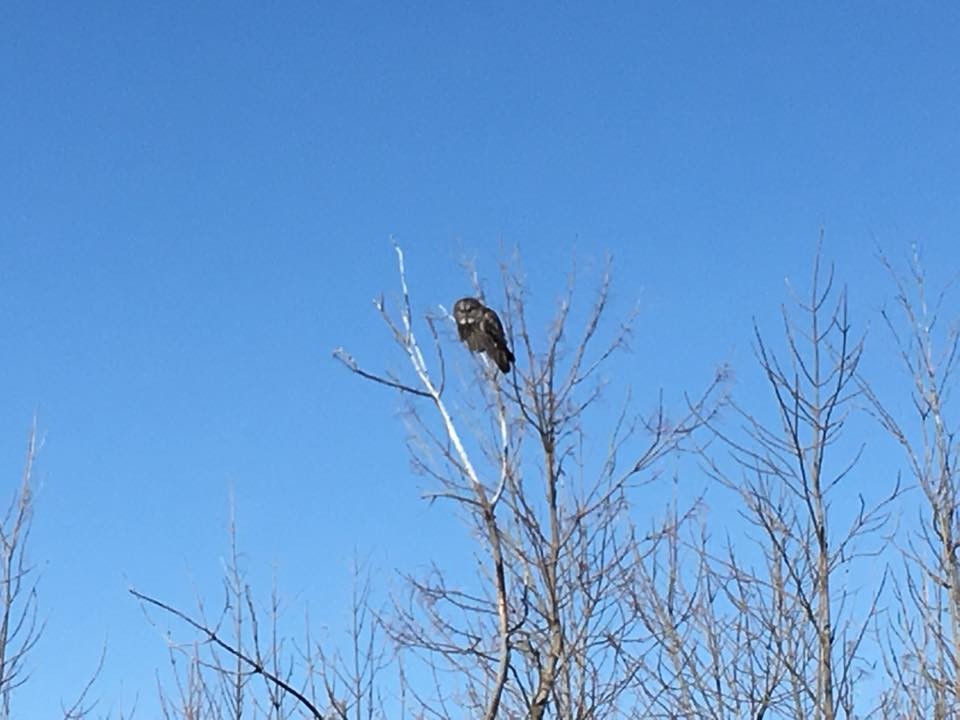 Great Gray Owl - ML352581921