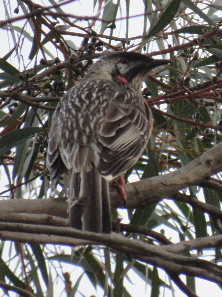 Red Wattlebird - ML352581931