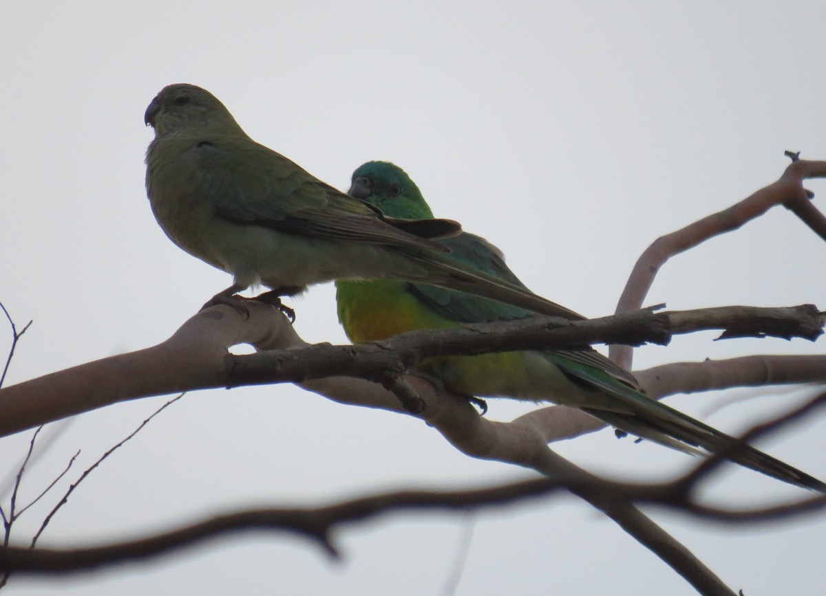 Red-rumped Parrot - ML352581941