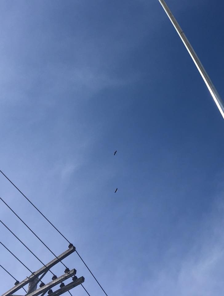 Bald Eagle - ML352581961