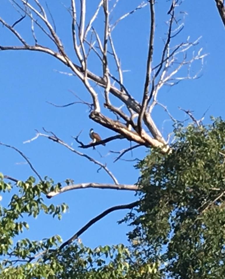 Osprey - ML352582161