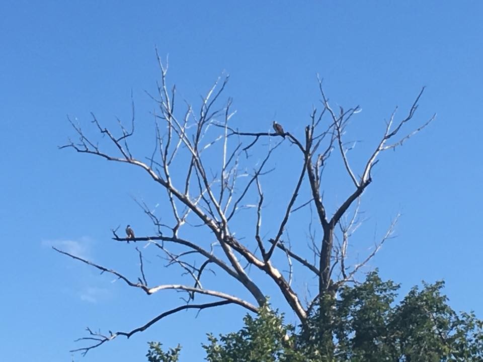 Osprey - ML352582241