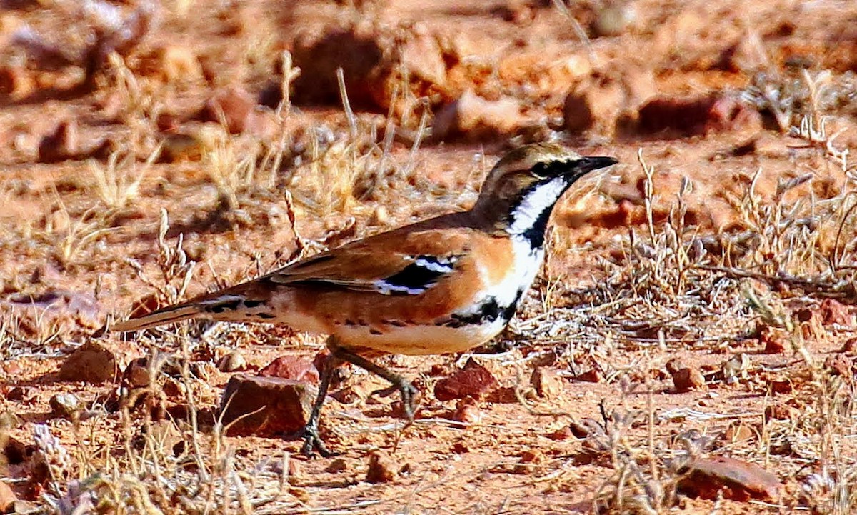 Cinnamon Quail-thrush - ML352582811