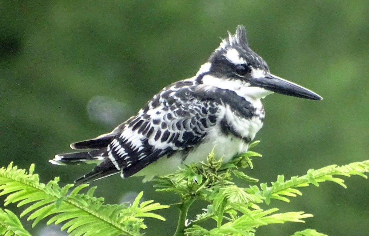 Pied Kingfisher - ML352583571