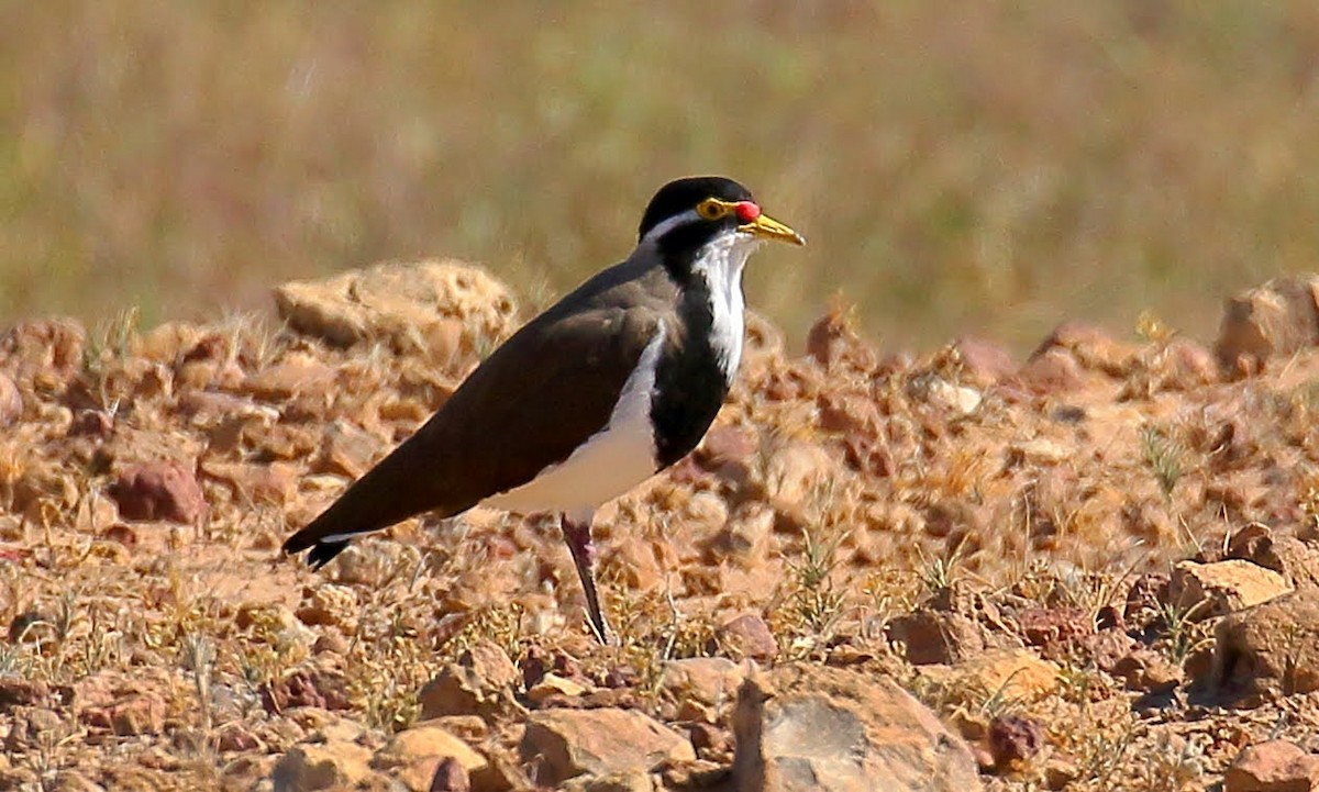 Banded Lapwing - ML352583771