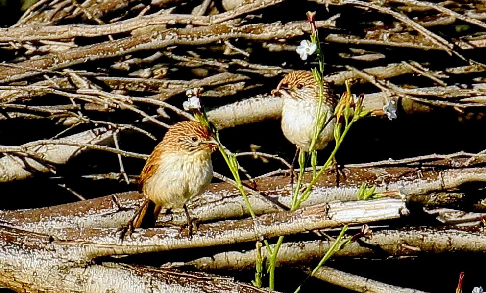 Eyrean Grasswren - ML352583891