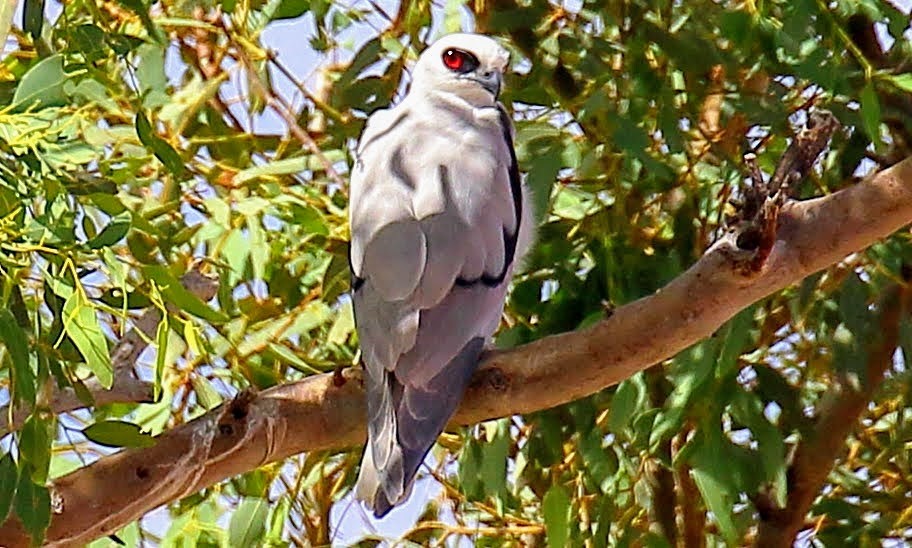 Letter-winged Kite - ML352583931