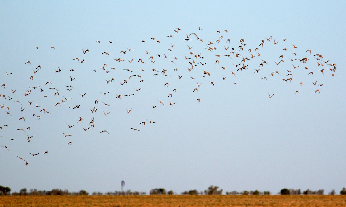 Flock Bronzewing - ML352584091