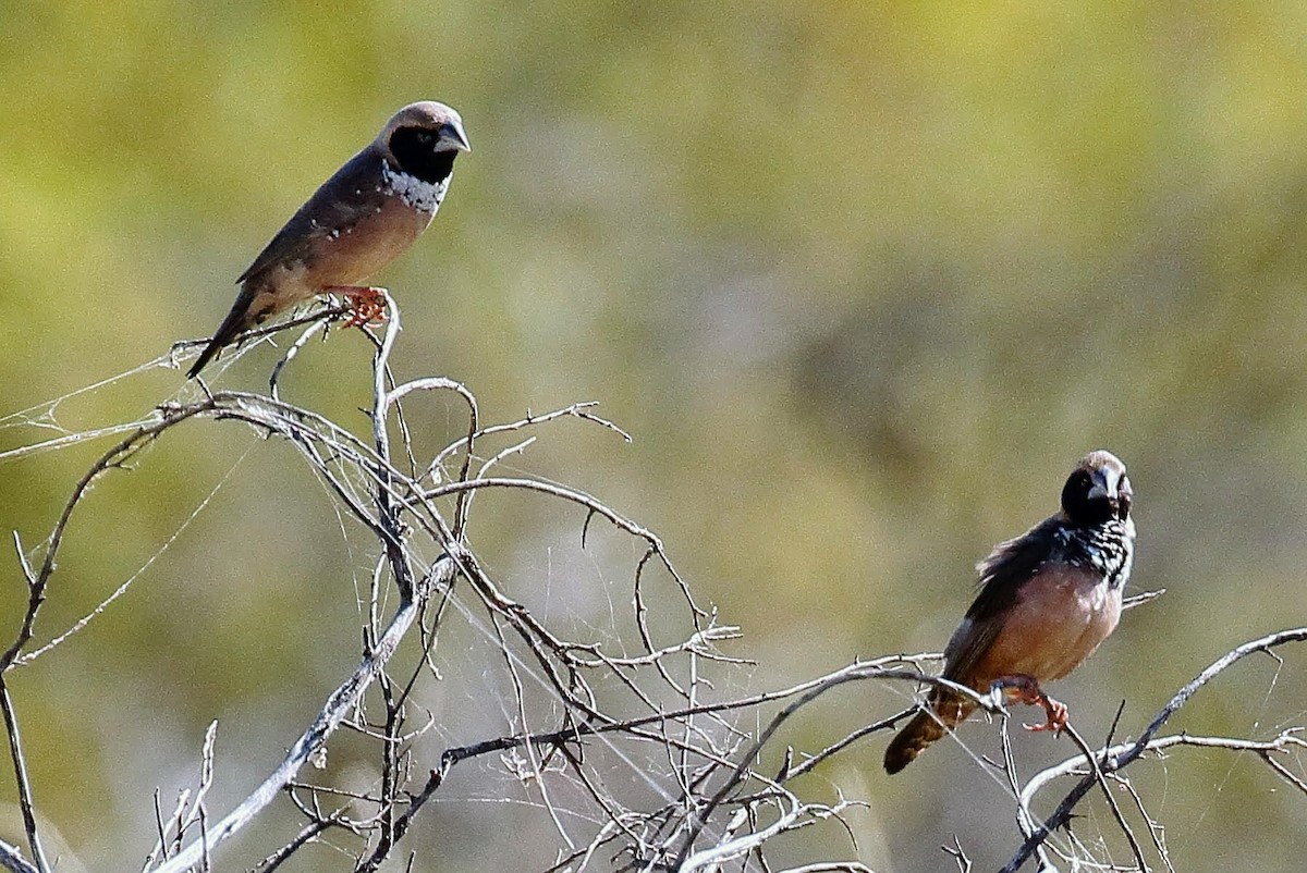 Pictorella Munia - Jane Gregory