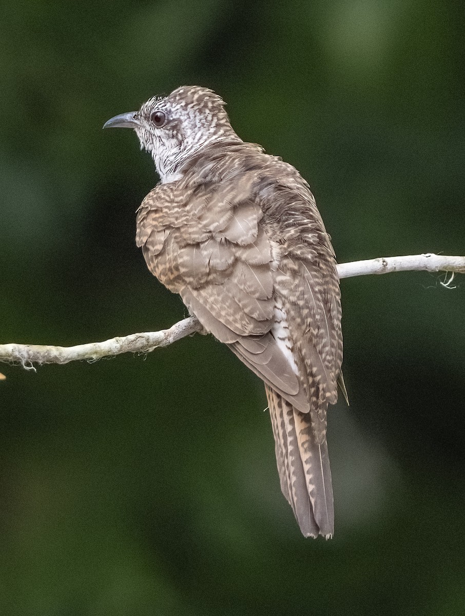 Banded Bay Cuckoo - ML352585061