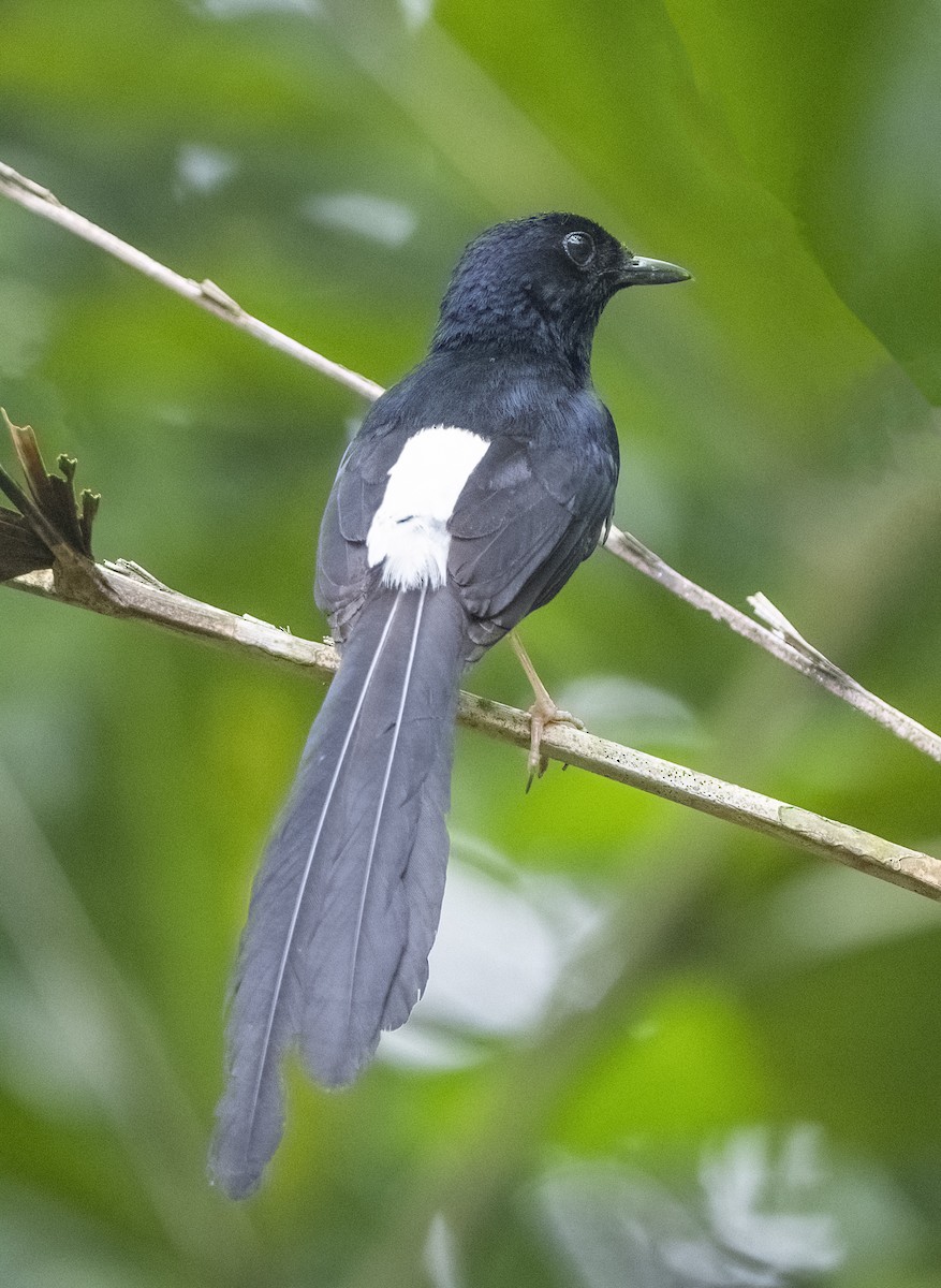 White-rumped Shama - ML352585071