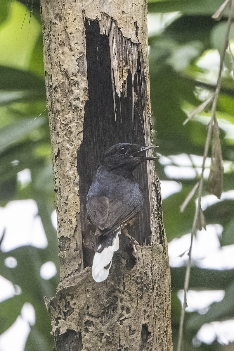 White-rumped Shama - ML352585101