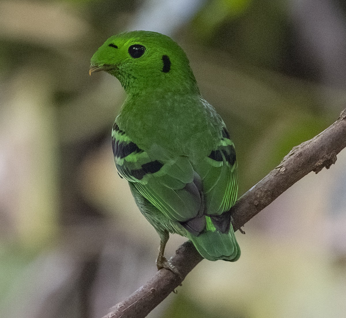 Green Broadbill - ML352585111