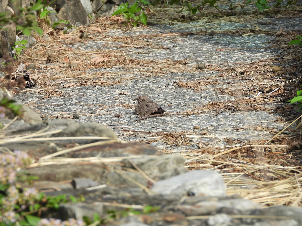 Savanna Nightjar - 承恩 (Cheng-En) 謝 (HSIEH)