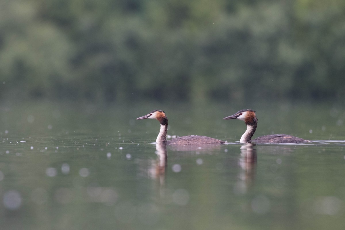 Great Crested Grebe - ML352587741
