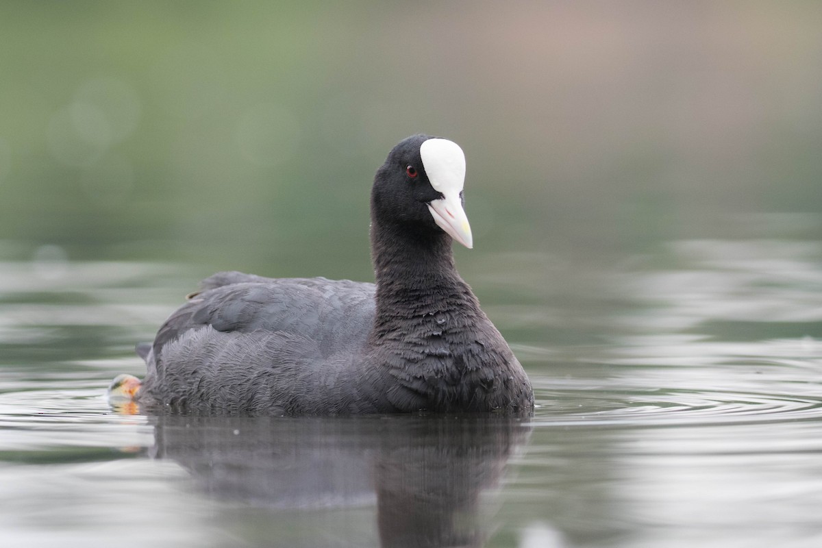 Eurasian Coot - ML352587801