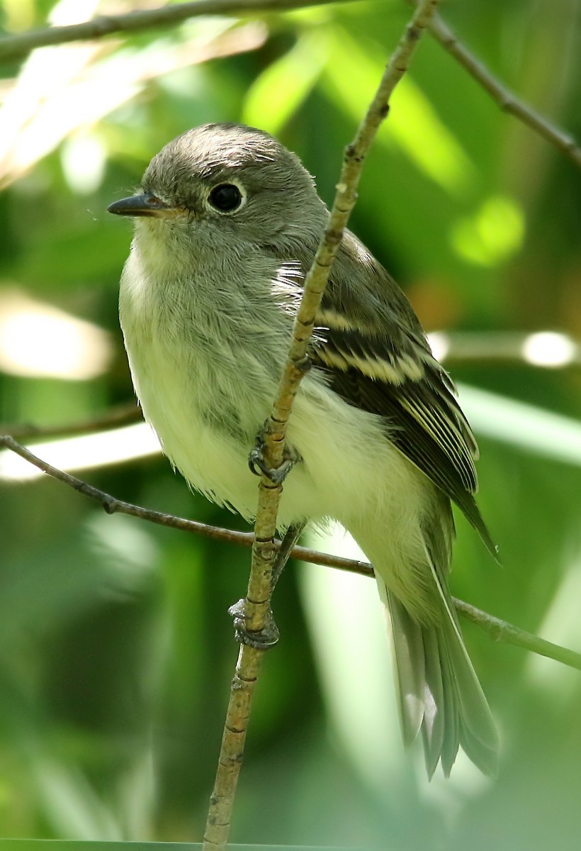 Least Flycatcher - ML352588011