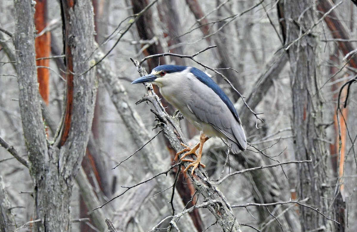 Black-crowned Night Heron - ML352589451