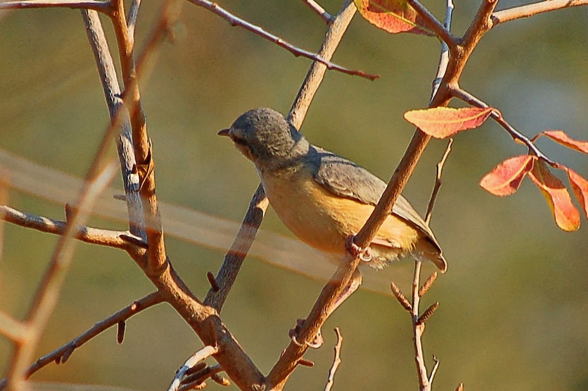 Long-billed Crombec - ML352590381