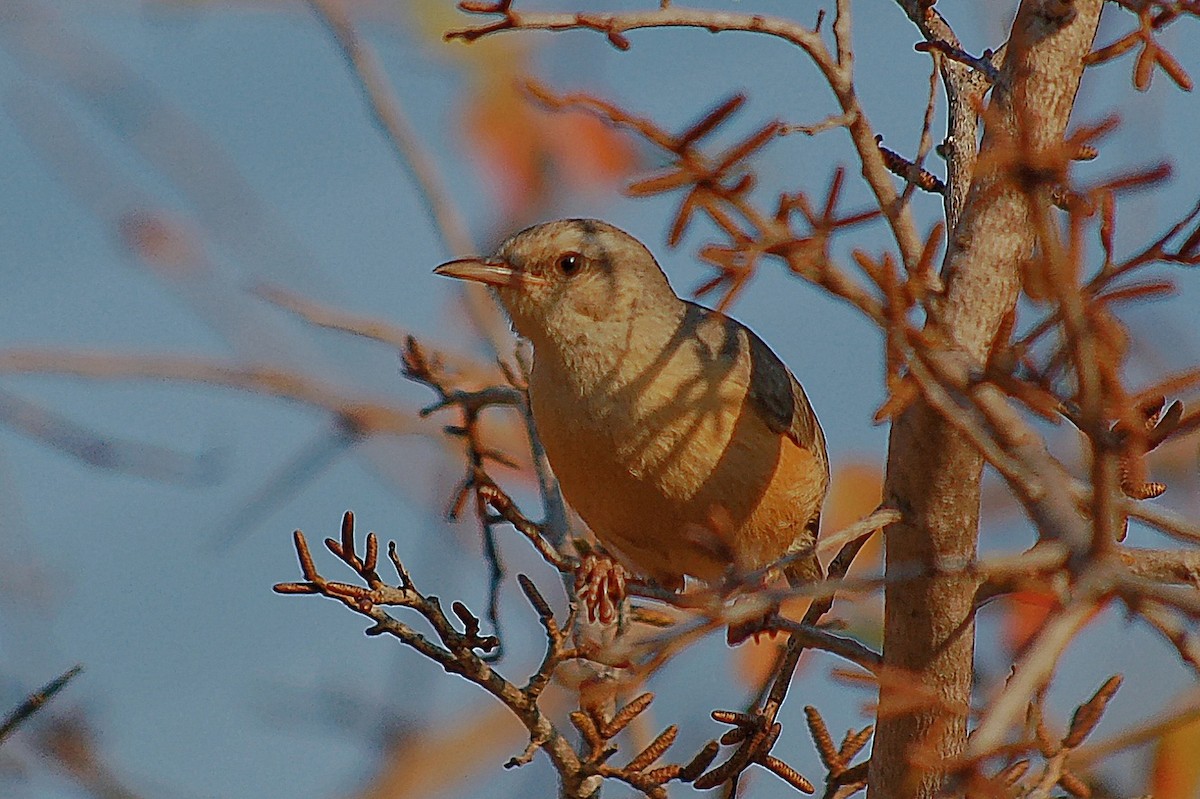 Long-billed Crombec - ML352590391