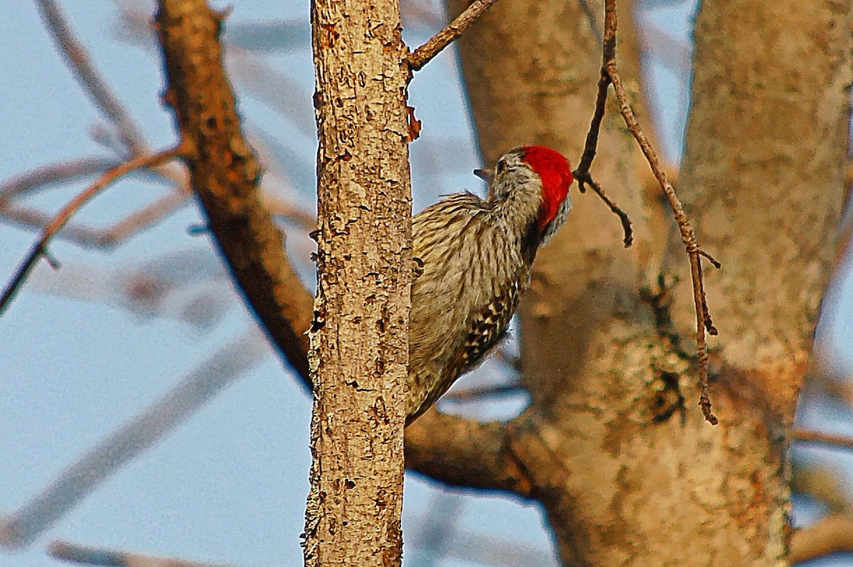 Cardinal Woodpecker - ML352590451