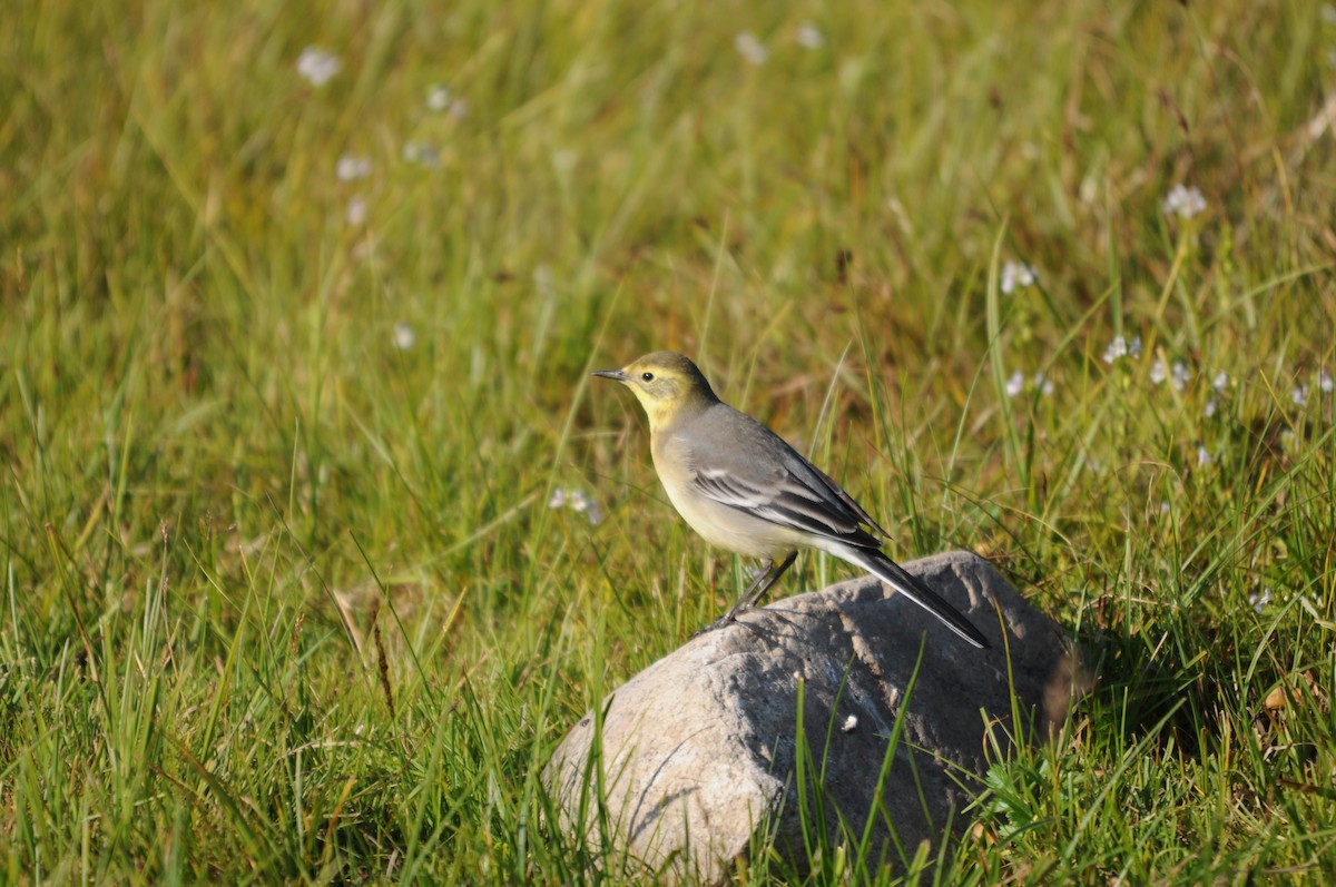 Citrine Wagtail - ML352592731