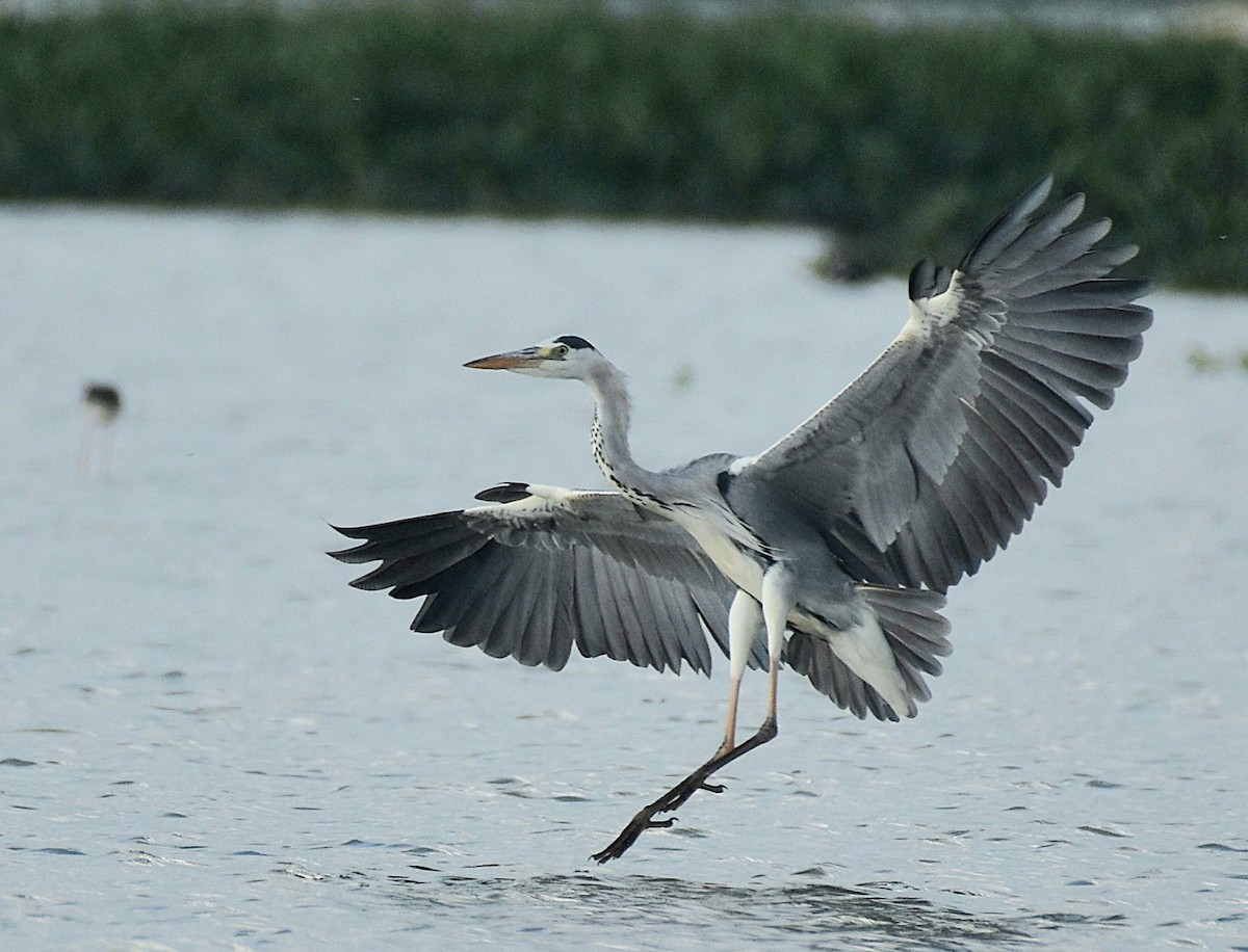 Gray Heron - Dr Mohammed Umer  Sharieff