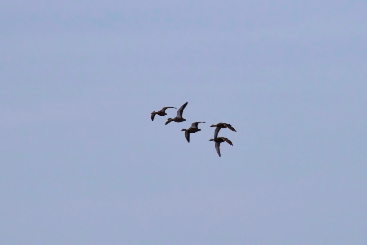 Pacific Black Duck - ML352593481