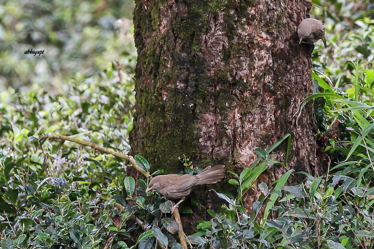 Jungle Babbler - ML352595171