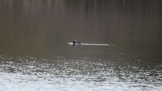 Common Scoter - ML352595471