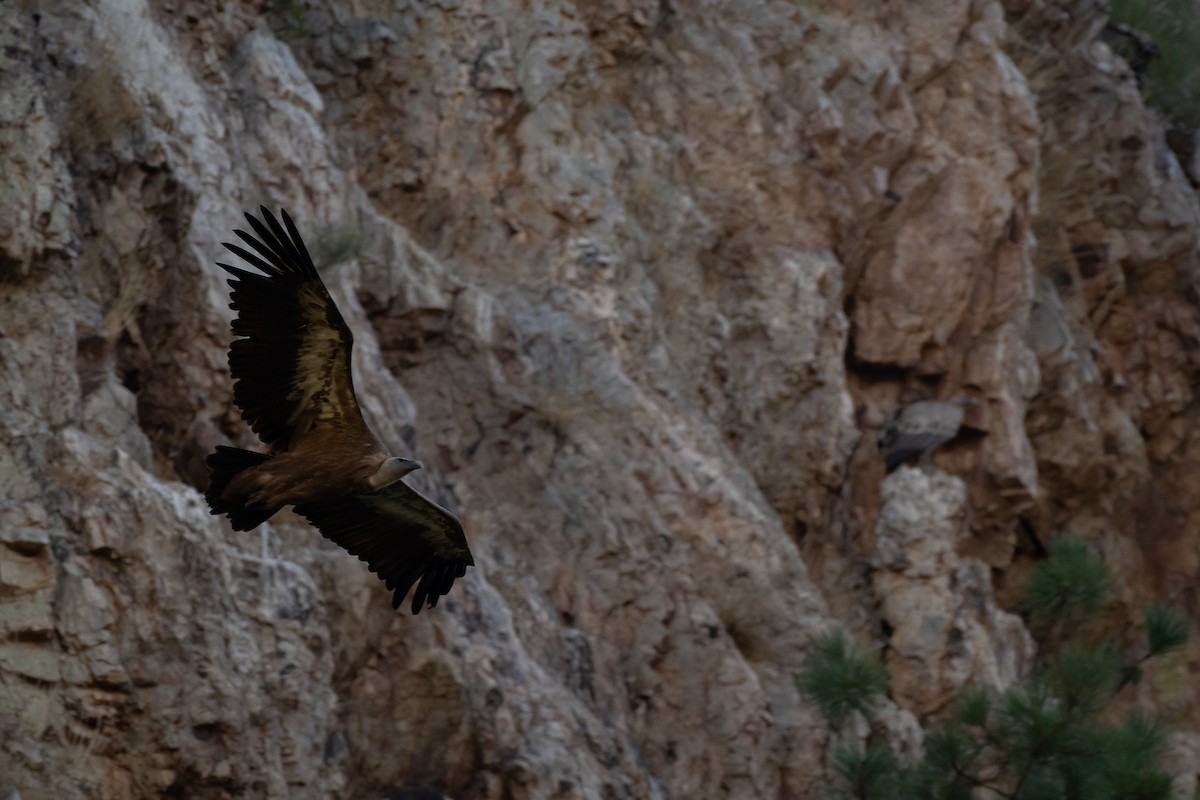 Vautour fauve - ML352595751