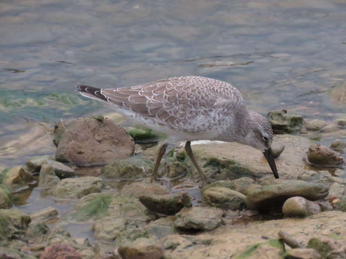 Red Knot - Kathi Hutton