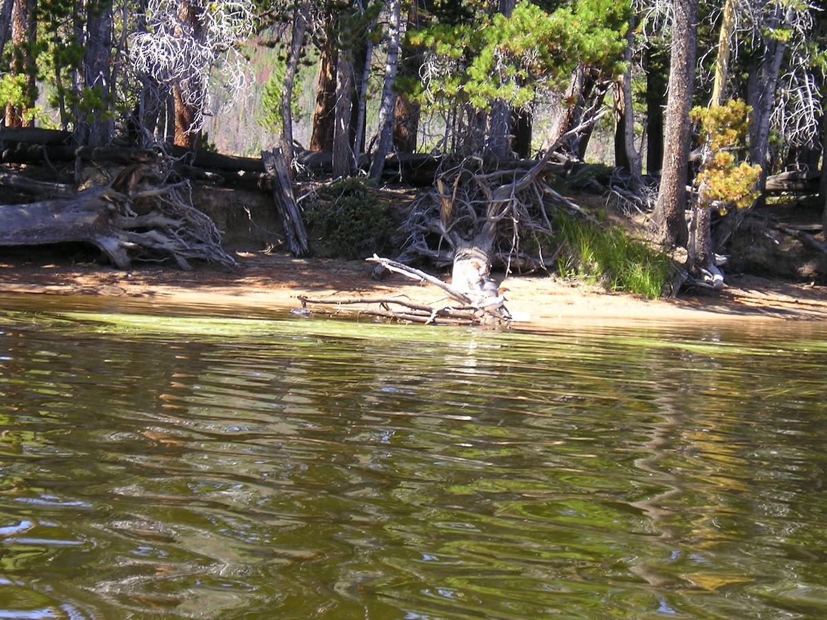 Common Merganser - ML35259831