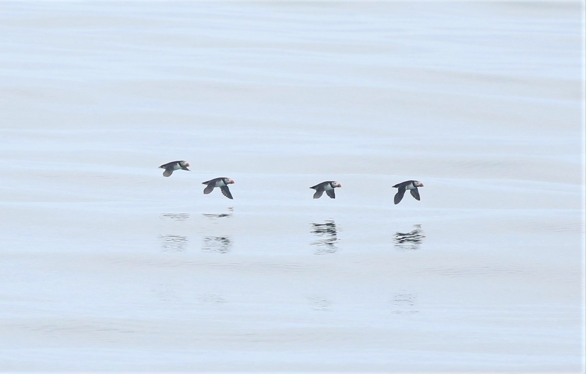 Atlantic Puffin - Peter Flood