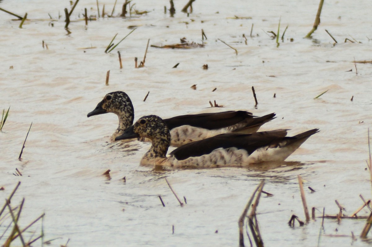 Knob-billed Duck - Naret Kunthawong