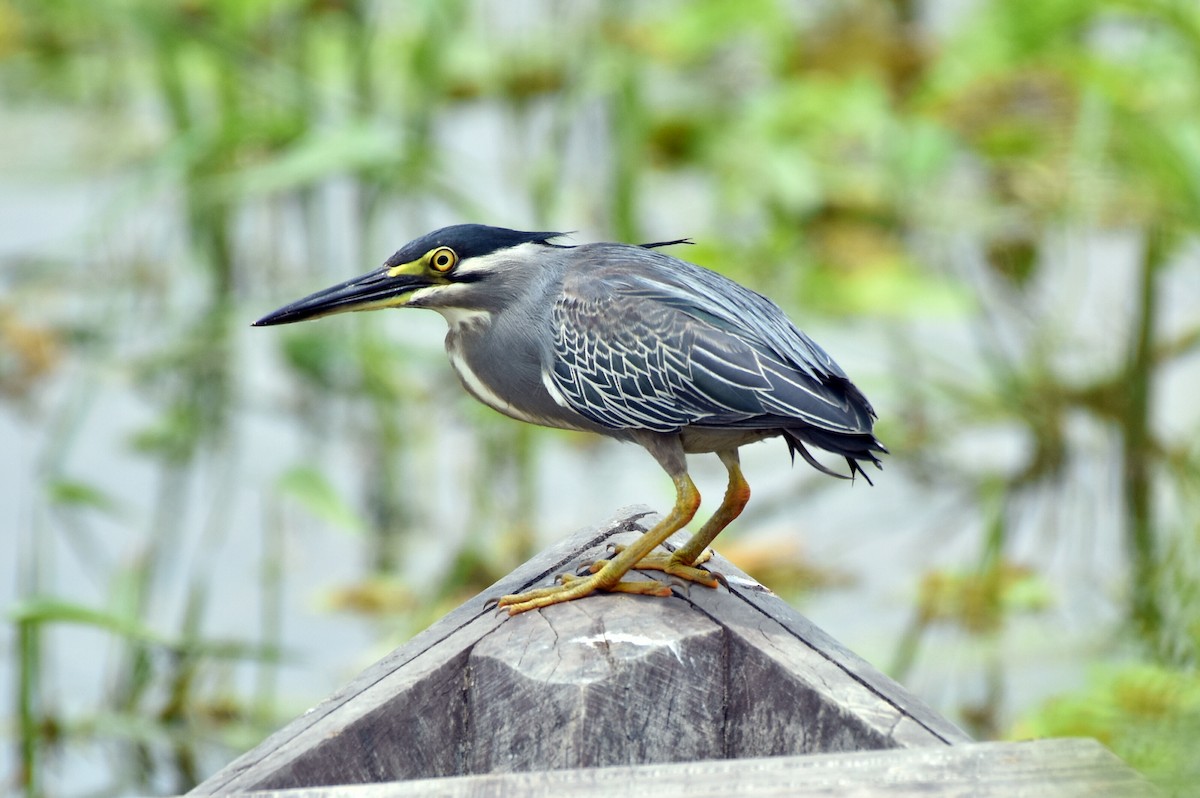 Striated Heron - ML352599841