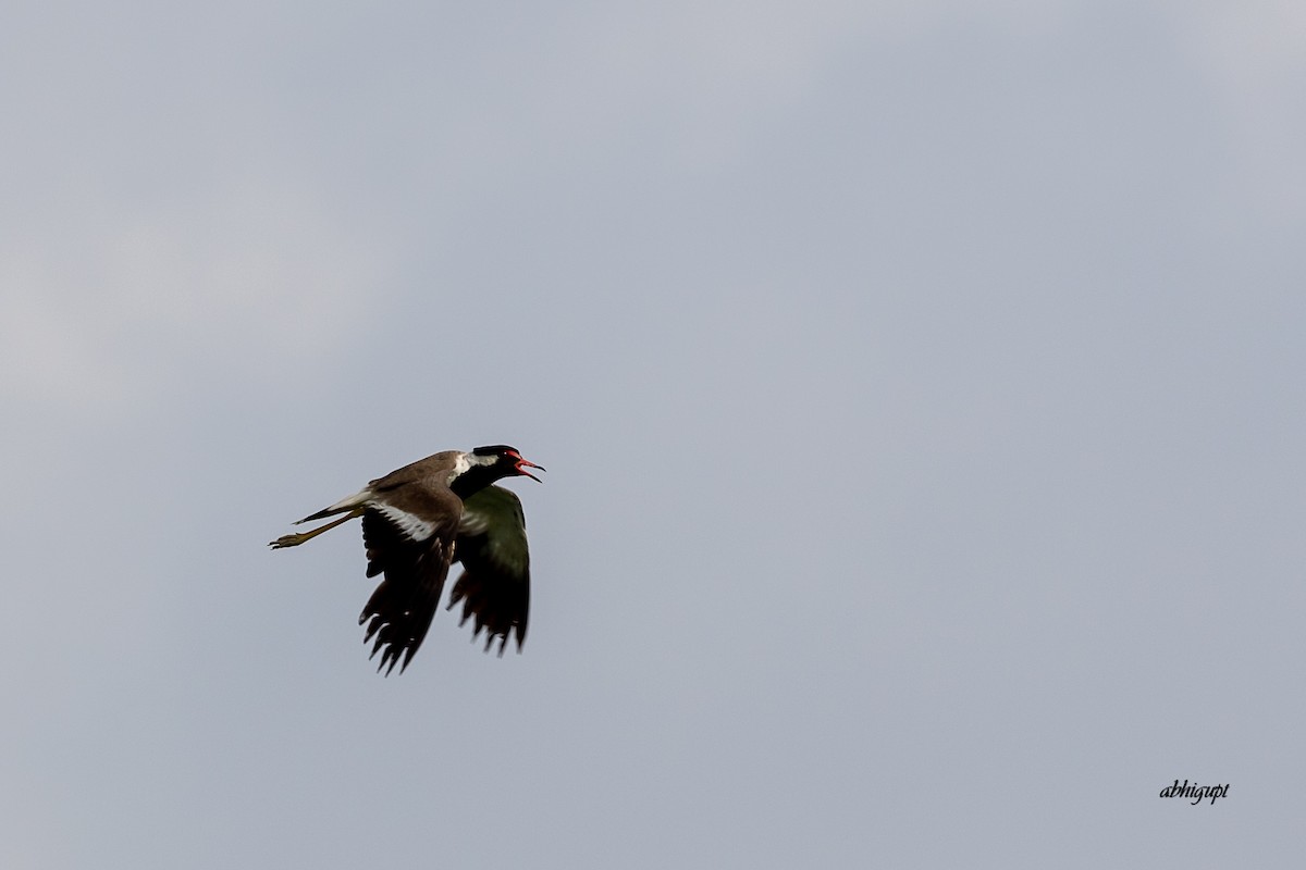 Red-wattled Lapwing - Abhishek Gupta