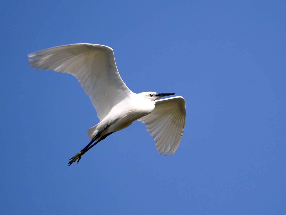 Little Egret - Alberto Cruz