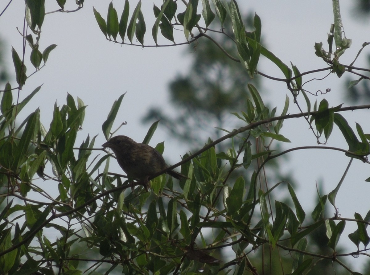 ヤブスズメモドキ - ML352601671