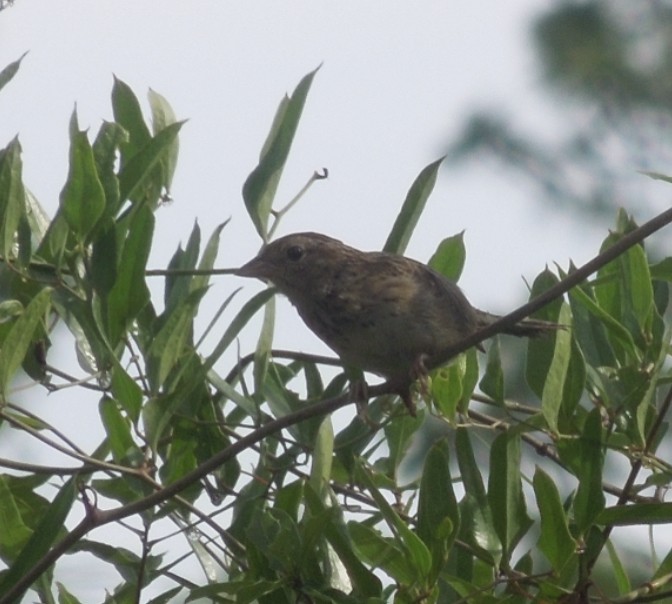 ヤブスズメモドキ - ML352601701