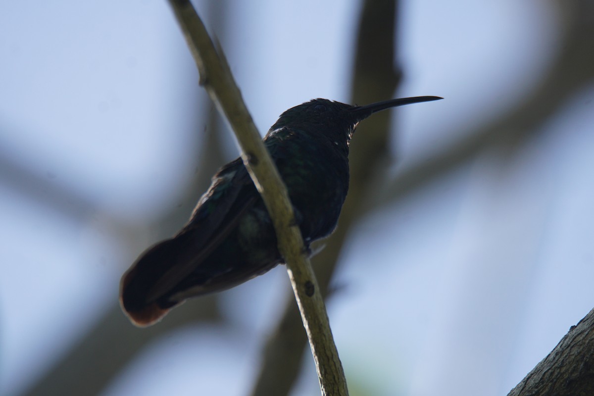kolibřík smaragdový - ML352602891