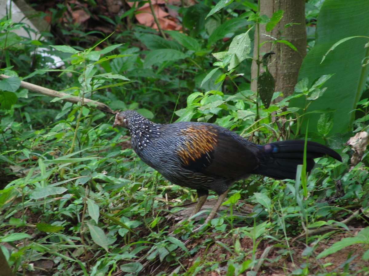 Gray Junglefowl - ML35260311