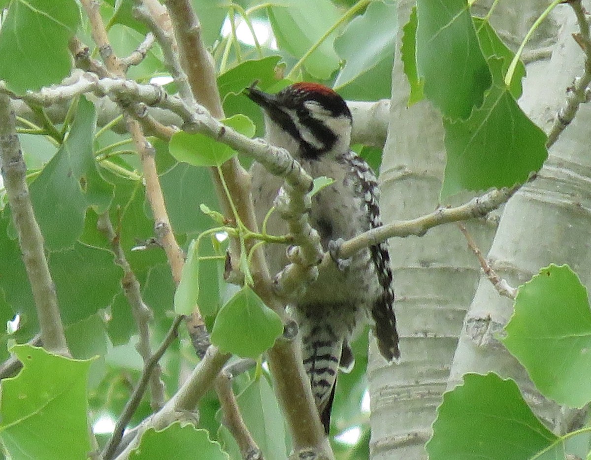 Ladder-backed Woodpecker - ML352606461