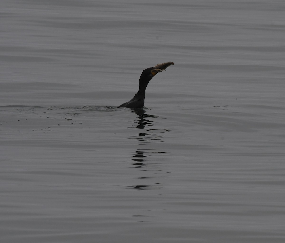 Double-crested Cormorant - ML352607031