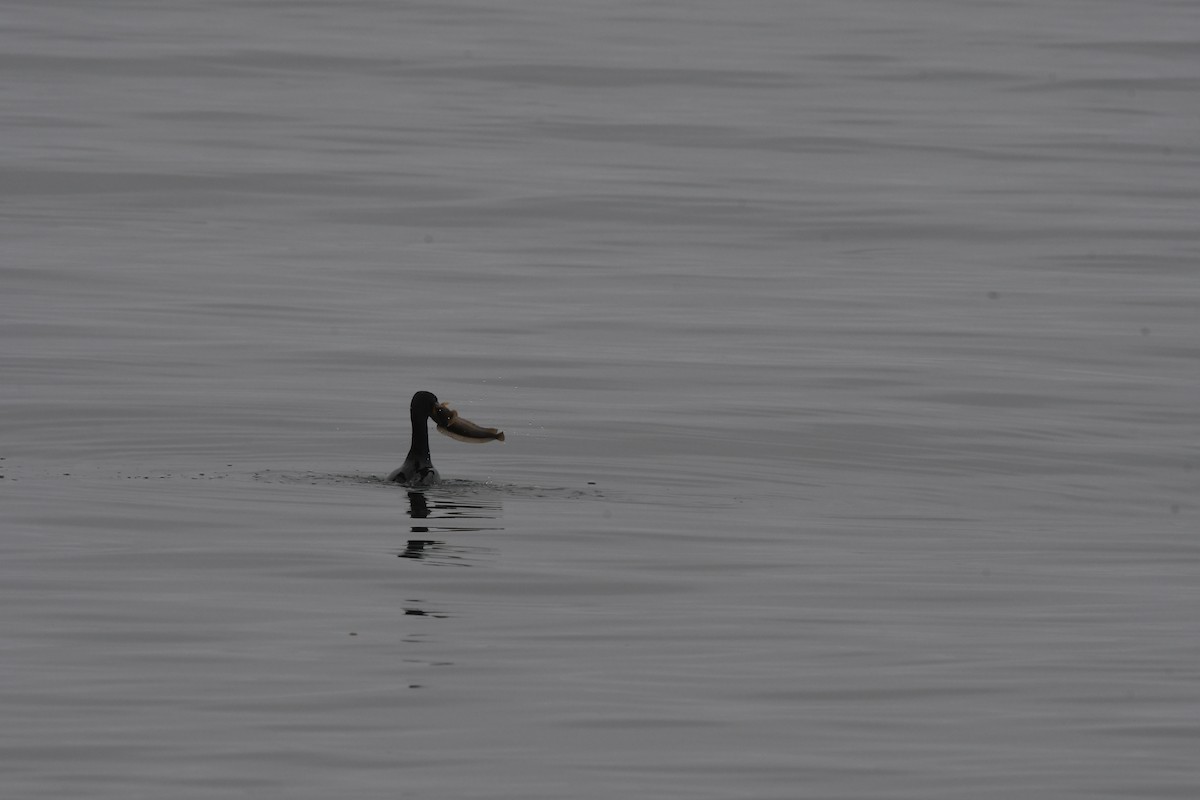 Double-crested Cormorant - ML352607291