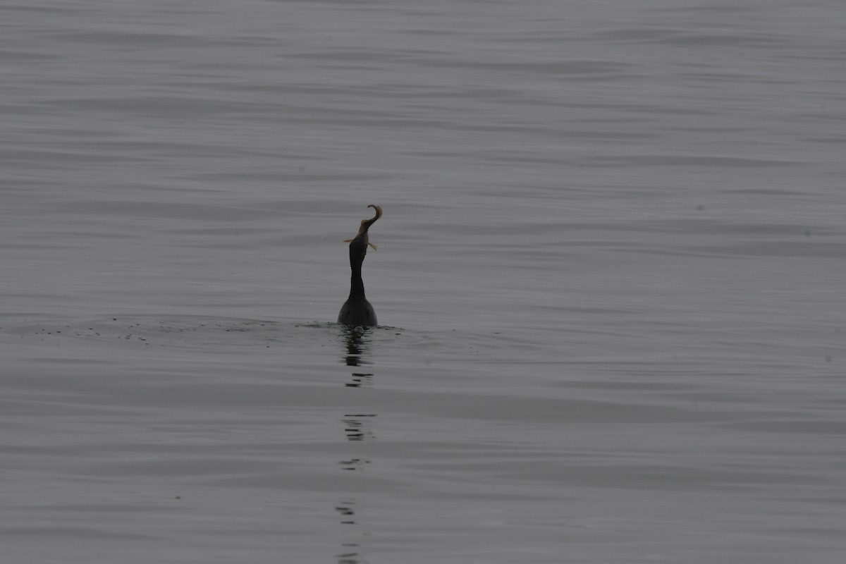 Double-crested Cormorant - ML352607371
