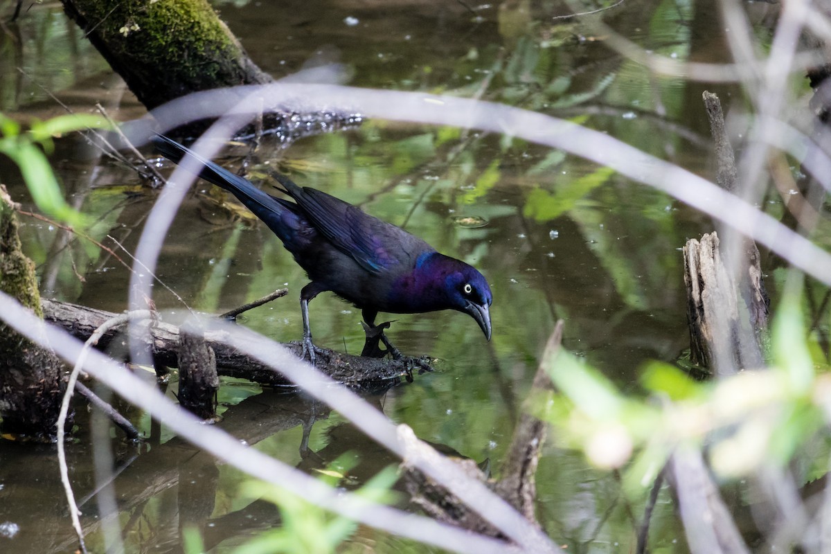 Common Grackle - ML352607721