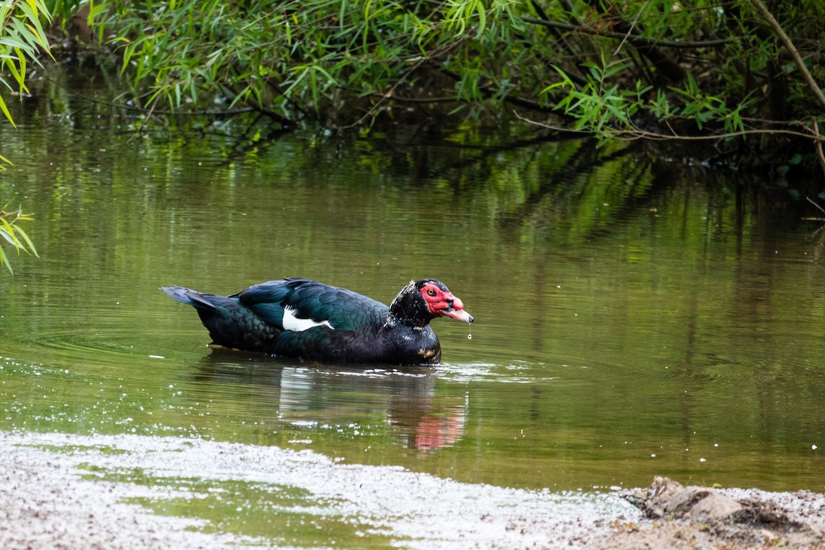 Muscovy Duck (Domestic type) - ML352608131