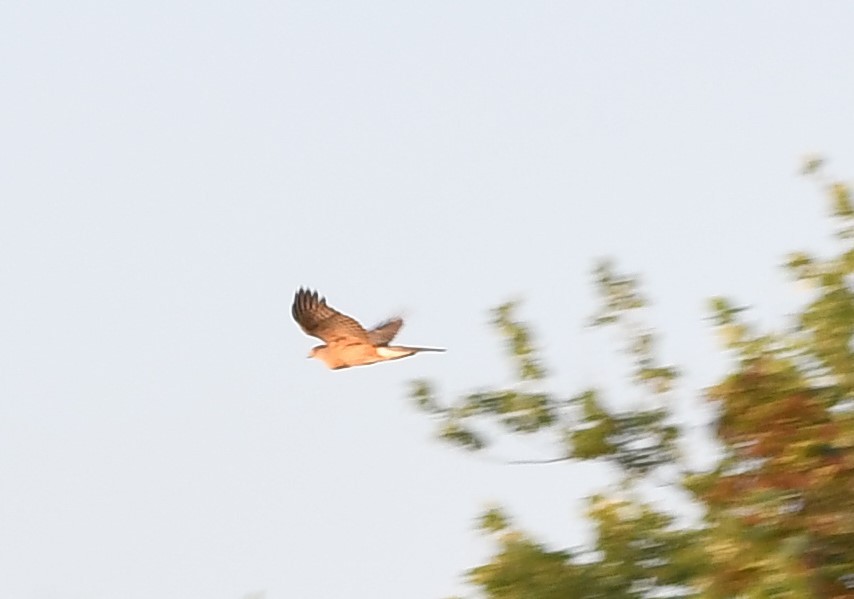 Cooper's Hawk - ML352608791