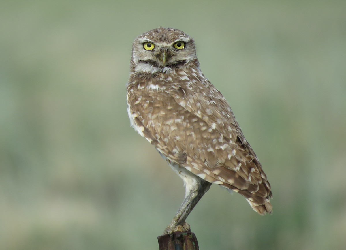 Burrowing Owl - ML352609361